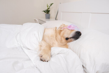 The cute dog sleeps under a white blanket with a sun blindfold over his eyes. A golden retriever lies and rests in a cozy bed.