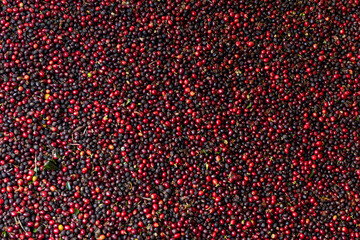 Pile of red cherry Arabica coffee beans during the harvest in the mountains of Panama, Chiriqui...
