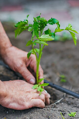 Naklejka na ściany i meble farmer planting tomato seedlings in the vegetable garden