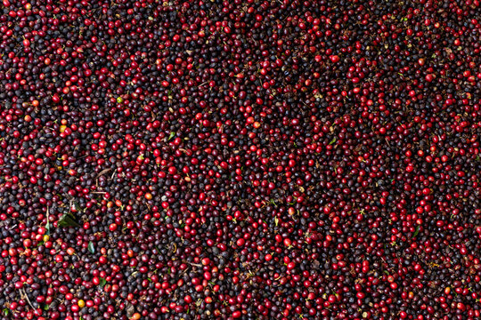 Pile of red cherry Arabica coffee beans during the harvest in the mountains of Panama, Chiriqui highlands, Central America
