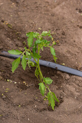 young tomato sapling in growing garden
