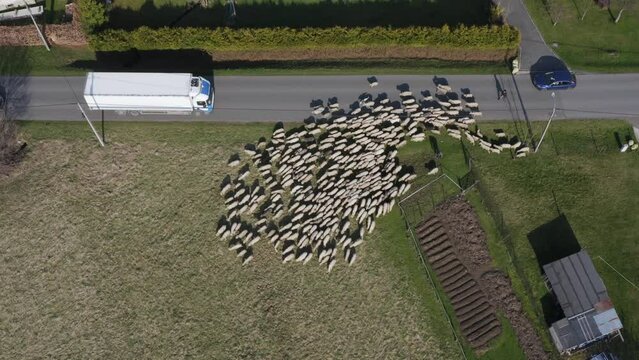 Owce i pasterstwo - ujęcia statyczne i z drona 
Sheep from dron 