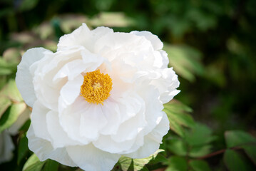 大きな白い牡丹の花 一輪
