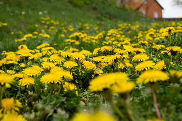 yellow dandelions in a field