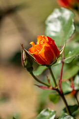 Obraz premium single red rose