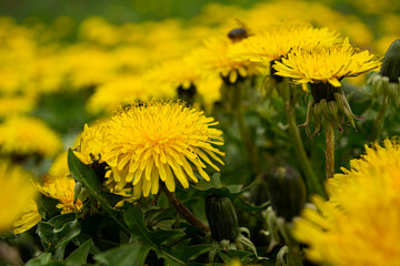 yellow dandelions in the field