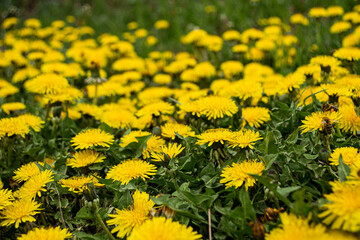 yellow dandelion flowers