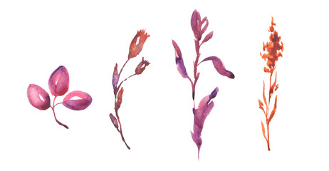 Flowers composition. Rose flowers and eucalyptus branches on white background.