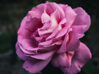 pink rose in the garden