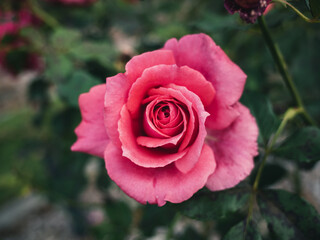 pink rose in the garden
