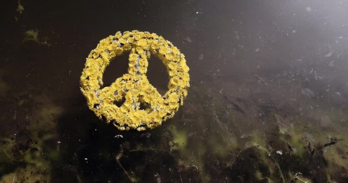 The handmade peace symbol made of yellow dandelion flowers floats on the dirty black water from oil pollution. Peace icon isolated on black background. Save ukraine. Crisis, war, help concept.