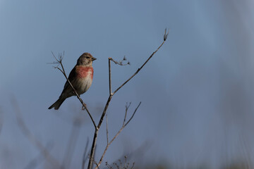 Common Linnet Linaria cannabina sitting or perching