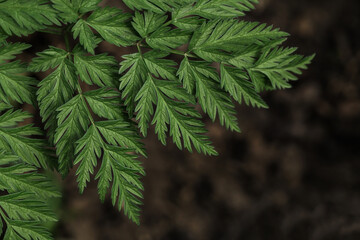 Dark Green leaf on background soil. Close up. Leaf texture background