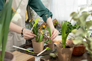 girl plants flowers in pots in spring