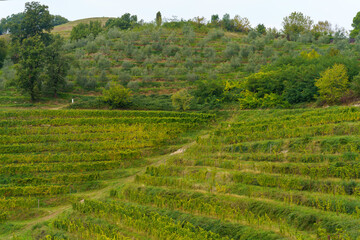 Fototapeta na wymiar Vineyards in the park of Curone, Lecco province, Italy
