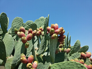 fichi d'india