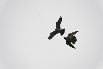 peregrine falcon in a field