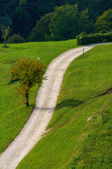 Vineyards in the park of Curone, Lecco province, Italy
