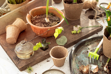seedlings of bulbous flowers in pots in spring