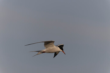 Fototapeta na wymiar Common Tern Sterna hirundo in a typical coastal habitat