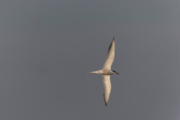 Common Tern Sterna hirundo in a typical coastal habitat