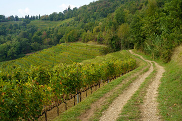 Naklejka premium Vineyards in the park of Curone, Lecco province, Italy