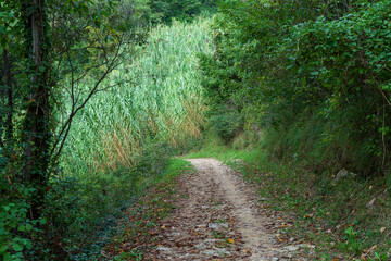 Vineyards in the park of Curone, Lecco province, Italy