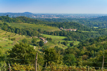 Vineyards in the park of Curone, Lecco province, Italy