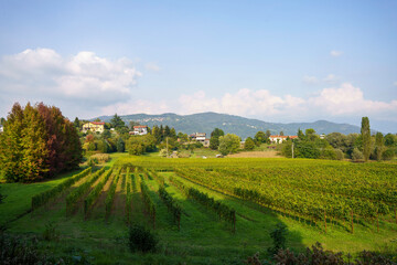 Fototapeta na wymiar Vineyards in the park of Curone, Lecco province, Italy