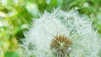 Foto op Plexiglas Dandelion seed head close-up on a green background © Anastasia