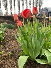 tulips in the garden