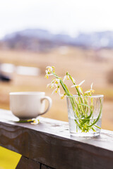 morning tea or coffee cup on wooden balcony outdoors with mountains background. bouquet of Carpathians snowdrop flowers near white cup. mountain relax concept