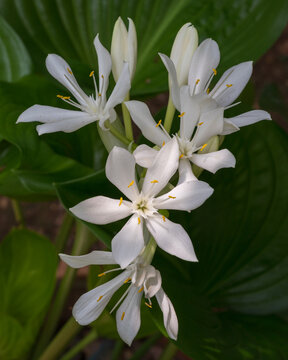 Closeup view of fresh bright white flowers of proiphys amboinensis aka Cardwell lily or northern Christmas lily blooming outdoors in tropical garden