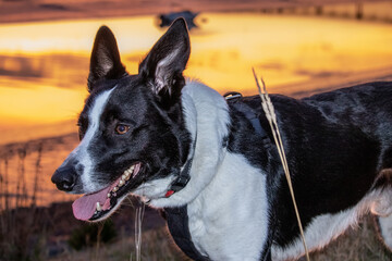 Border Collie by the river at sunset