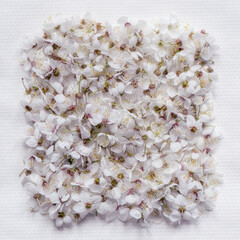 Background of delicate cute large sakura flowers