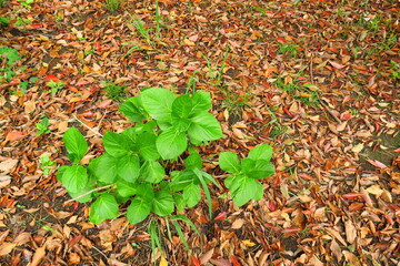 Obraz premium 樟の春の枯れ葉と新緑の紫陽花