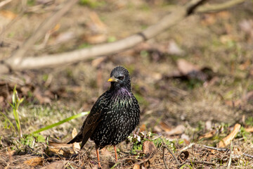 Songbird