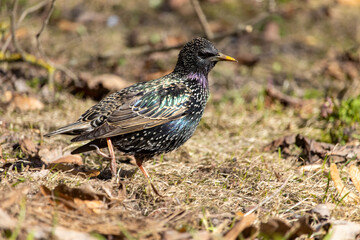 Obraz premium Songbird