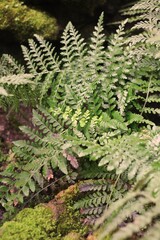 fern in the forest