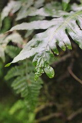 Beautiful leafy green plants growing in the sunny summer meadow.