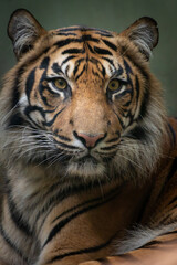 Fototapeta na wymiar closeup portrait of a wild tiger looking forward with open eyes