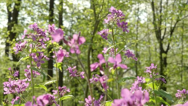 Aufnahmefahrt entlang des einj&auml;hrigen Silberblatts im Park. Die Pflanze (Neophyt) ein wegen ihrer Bl&uuml;ten und dichtem Bestand ein Blickfang ist mit dem Nektar und Pollen wertvoll f&uuml;r Wildbienen.