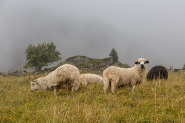 Obraz premium White-horned sheep on a mountain pasture in a French village, alpine autumn meadows
