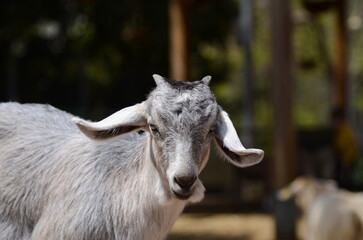 Domestic mountain goat. Female, close-up portrait