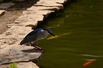 Black-crowned Night-Heron (Nycticorax) looking for food. A small heron sits on the bank of a pond, large orange Japanese carps swim in the water.