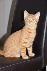 Kitten on a chair