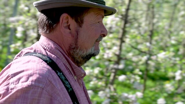 &auml;lterer Mann mit Hut und Bart, Bauer, geht zufrieden durch  Garten  mit Bl&uuml;ten an Apfelb&auml;umen einer Obstbaumplantage