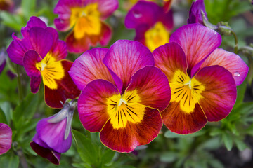 close-up purple pansy flowers growing on a flower bed