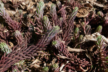 Sedum reflexum 
