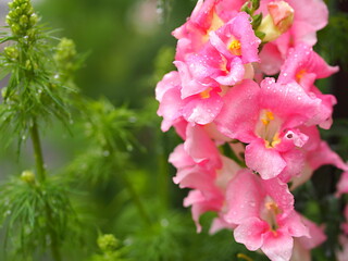 雨に濡れたキンギョソウの花のアップ